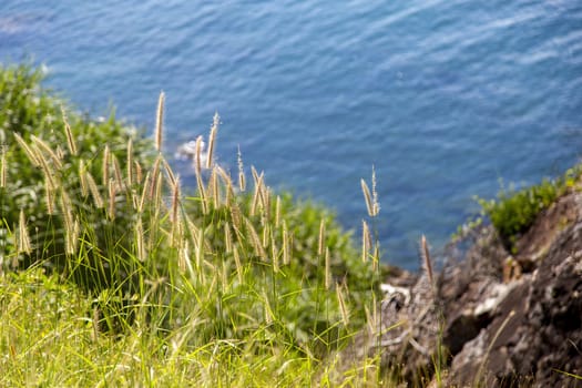 Pennisetum (feather grass) with sea background