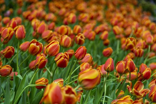 Group of tulip flowrs blooming in the garden