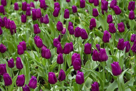 Group of tulip flowrs blooming in the garden