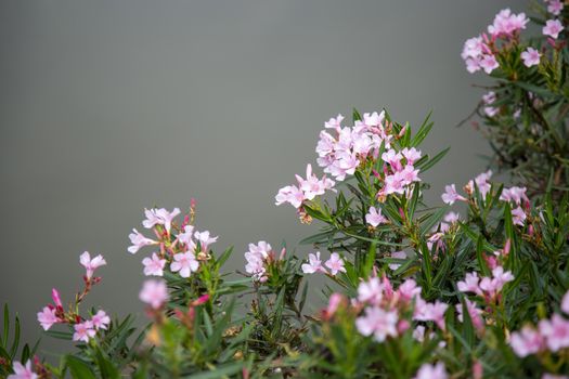 Close-up pink flowers with pond background