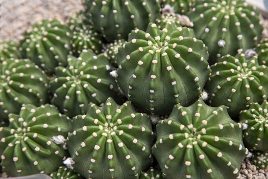 Close up of green tropical cactus background