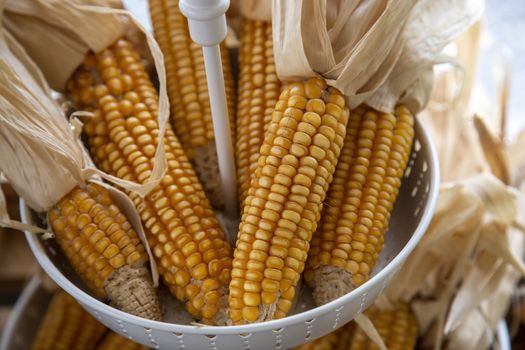 Dried yellow corn in the basket