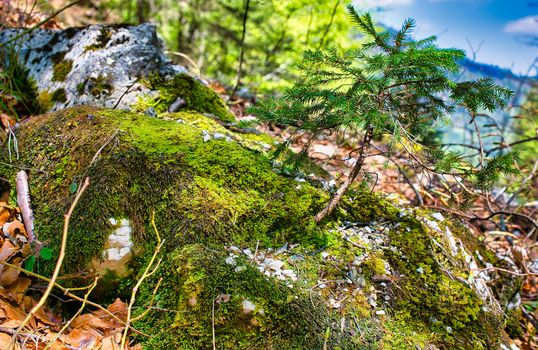 Small mini-tree growing on a mossy stone, moss and lichen covered a small rock