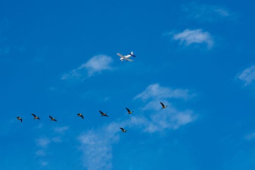 The plane flies over a flock of geese flying to the lakes