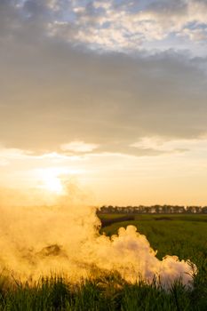 The white smoke in grass against evening sun. Sun near horizon.