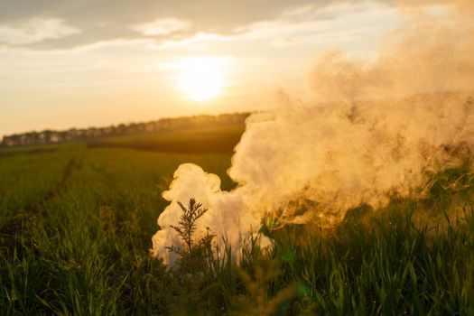 Big smoke bomb in young wheat. The white smoke in grass against evening sun. Sun near horizon.