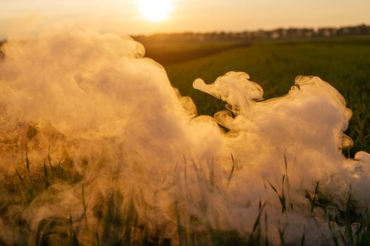 Big strikeball smoke grenade in young wheat. The white smoke in grass against evening sun. Sun position on horizon.