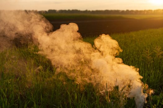 Big strikeball smoke grenade in young wheat. The white smoke in grass against evening sun. Sun position on horizon.