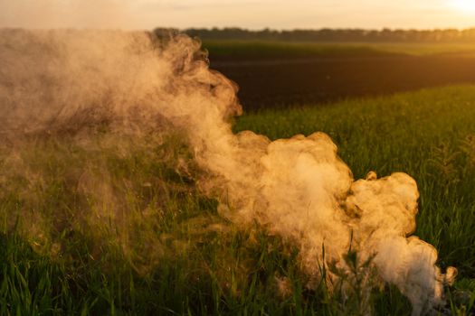 Big strikeball smoke grenade in young wheat. The white smoke in grass against evening sun. Sun position on horizon.