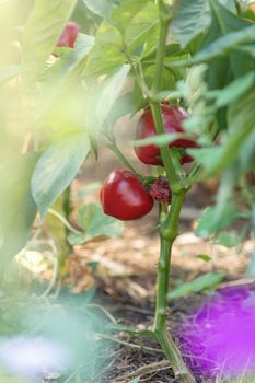 Fresh sweet ripe red pepper on the garden bed in village. Pepper hangs on a plant. Eco farming far from city. Natural vegetables. Sunny day.