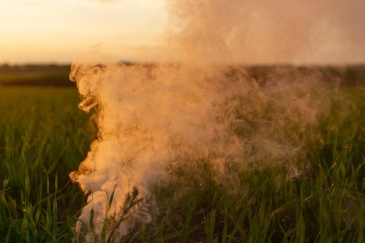 Big strikeball smoke grenade in young wheat. The white smoke in grass against evening sun. Sun position on horizon.