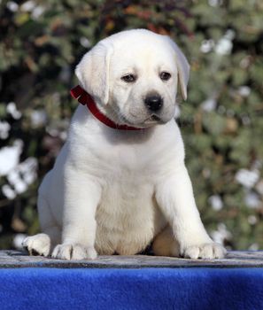  little labrador puppy on a blue background