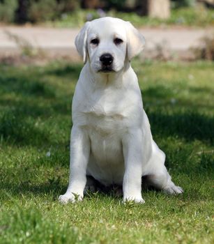 a yellow labrador playing in the park