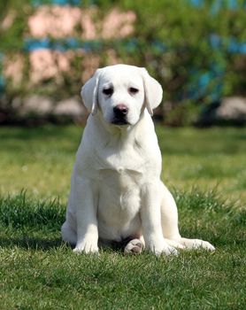 a sweet yellow labrador playing in the park