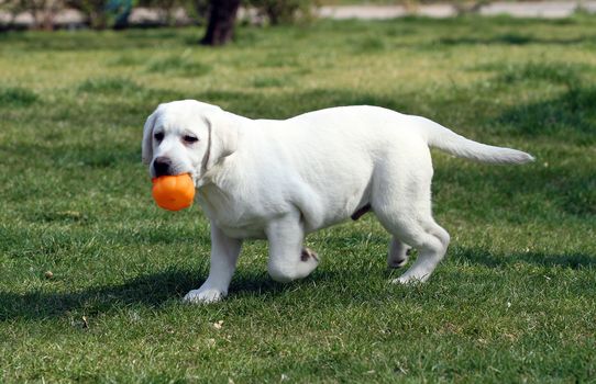 nice sweet yellow labrador playing in the park