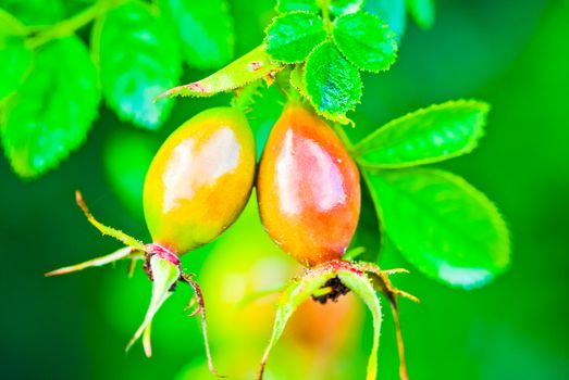 Rosehip fruit for herbal treatment, ripe rosehip fruit UK