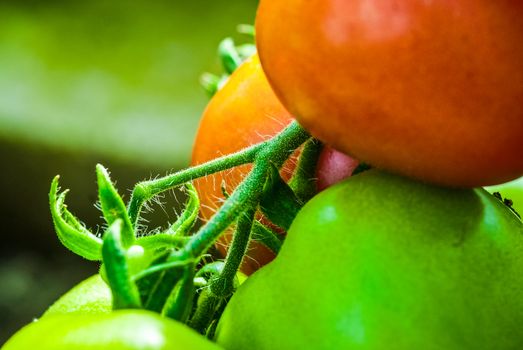 Tomatoes Growing on Plant in a greenhouse