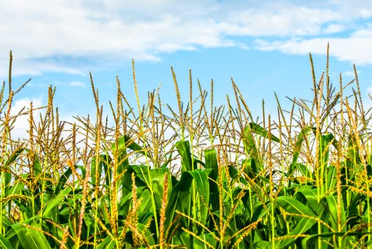 Corn farm against blue sky in Summertime UK