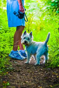 Caucasian elderly stylish woman walking her small white dog UK