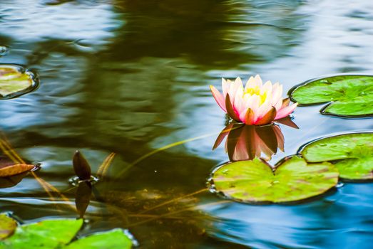 Peach coloured water lily in mirror pond