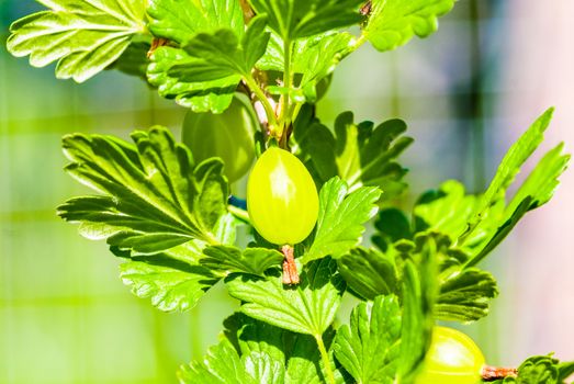 some ripening gooseberries on the branch UK