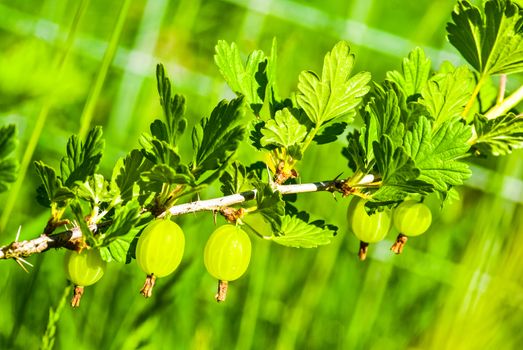 some ripening gooseberries on the branch UK