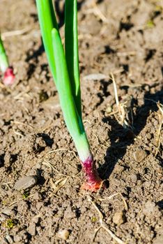 organically growing onions, variety in a vegetable garden UK