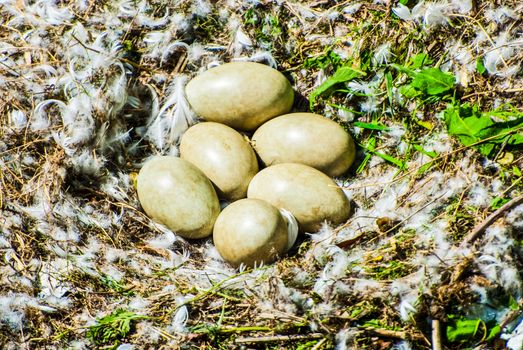Ground Pheasant nest with six eggs