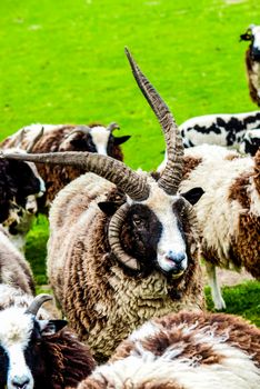 black and white Jacob sheep in a farm field