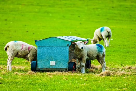 Spring Lamb Feeding from a Trough in a Farm Field UK