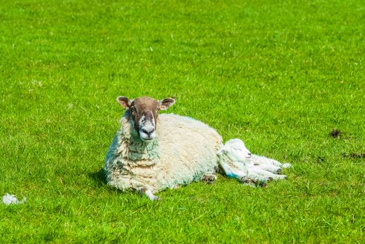 sheep and its lamb in a field in Springtime