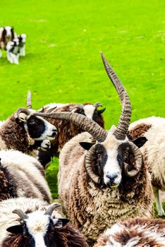 black and white Jacob sheep in a farm field