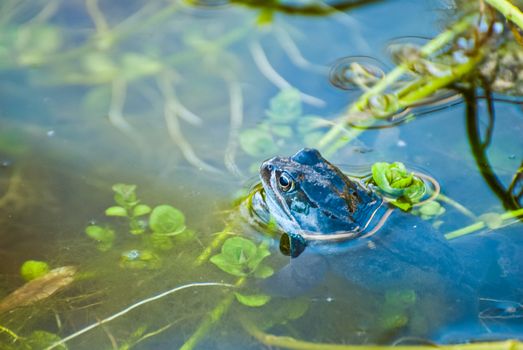 Beautiful frog in garden pond in the evening sun.