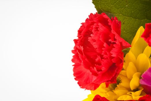 bright coloured flowers isolated on white background UK