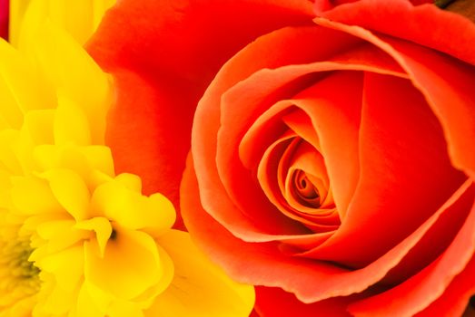 Close up from top of a red flower UK