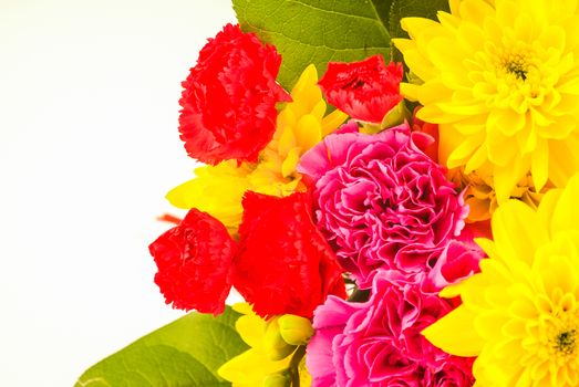 bright coloured flowers isolated on white background UK