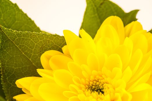 bright coloured flowers isolated on white background UK