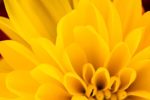 Close up from top of a yellow flower UK