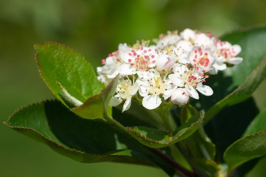Black chokeberry (Aronia melanocarpa), bloom of the superfruit