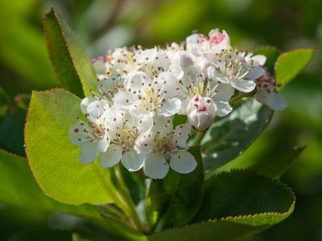 Black chokeberry (Aronia melanocarpa), bloom of the superfruit
