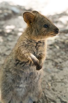 Quokka (Setonix brachyurus), image was taken on Rottnest Island, Western Australia