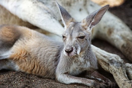 Red Kangaroo (Macropus rufus), photo was taken in the Caversham Wildlife Park, Perth
