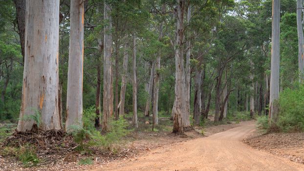 Gravel road through the forests of the Mount Frankland National Park, Western Australia
