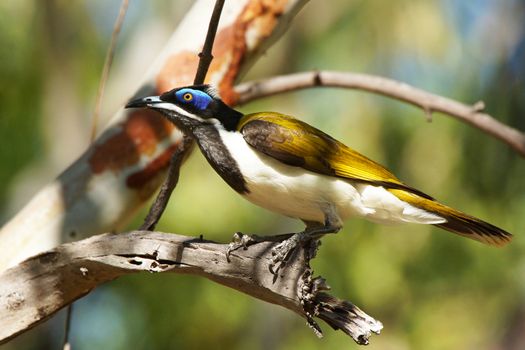 Blue-faced Honeyeater, Nitmiluk National Park, Australia