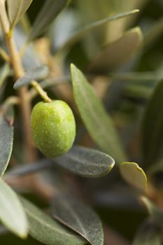 green olive fruit on a tree