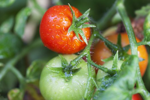 fresh tomatos on a plant