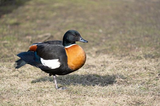 Australian Shelduck (Tadorna tadornoides), wildlife of Australia