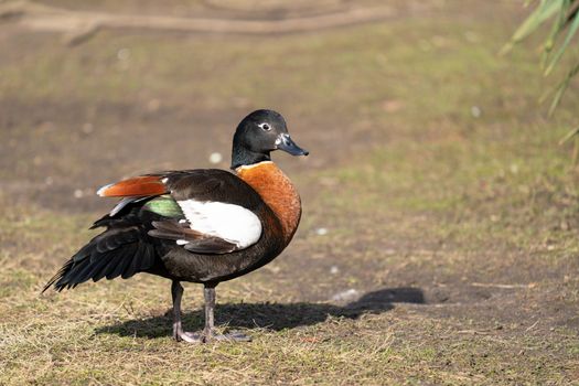 Australian Shelduck (Tadorna tadornoides), wildlife of Australia