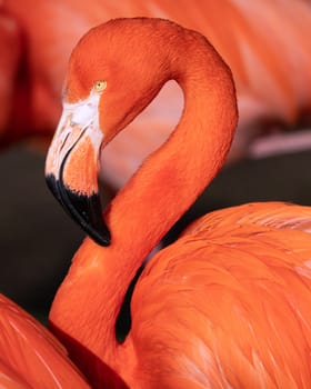 Red flamingo (Phoenicopterus ruber), close up to the Caribbean bird