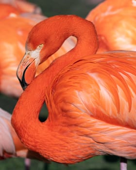 Red flamingo (Phoenicopterus ruber), close up to the Caribbean bird